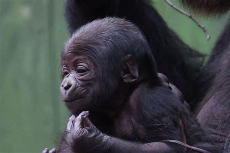 London Zoo ‘over the moon’ to welcome second critically endangered baby gorilla