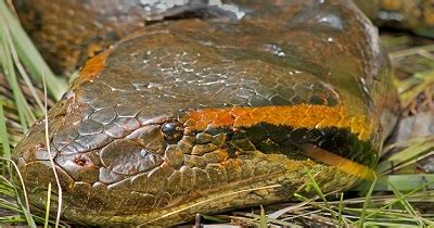 Green Anaconda – Eunectes murinus | Facts About Animals