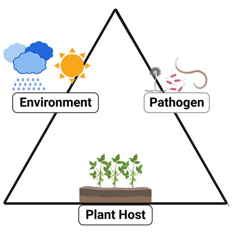 Soybean Pathology 101 Series: The Disease Triangle - ILSoyAdvisor