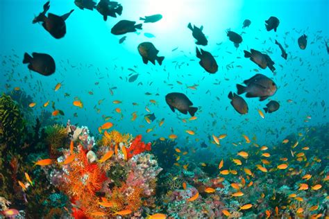 10 of the World's Best Snorkeling Destinations | Smithsonian