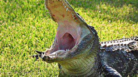 Homeowner Finds 9ft Alligator Locked Inside Fenced-In Backyard