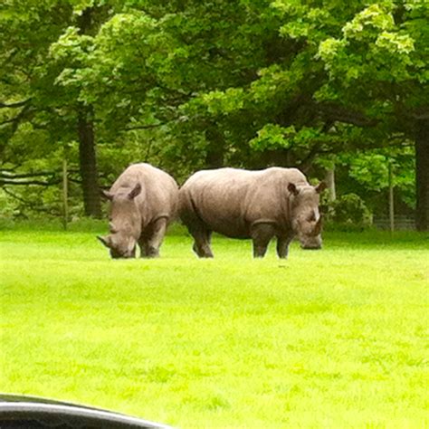 Knowsley Safari Park review - Chilling with Lucas