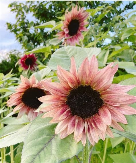 Pink Sunflowers - Kitchen Fun With My 3 Sons