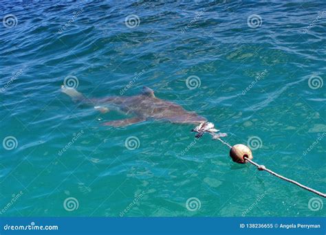 Copper Shark at the Surface Stock Image - Image of water, predator: 138236655