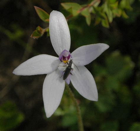 Glossodia | Pacific Bulb Society