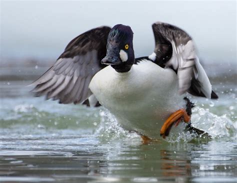 Common goldeneye duck | Goldeneye duck, Beautiful birds, Birds