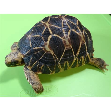 Burmese Star Tortoise - 6 to 7 inch pair - Strictly Reptiles Inc.