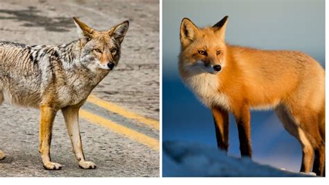 Coyote vs Fox Size, Behavior, Comparison Updated 2022