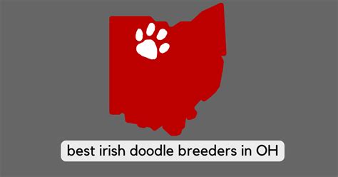 Best Irish Doodle Breeders in Ohio (2024)