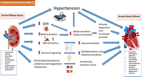 Cardiorenal syndrome: Pathophysiology as a key to the therapeutic ...