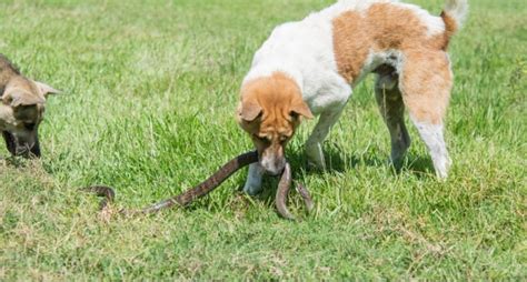 Dog Snake Bite First Aid for Your Dog - Miss Molly Says