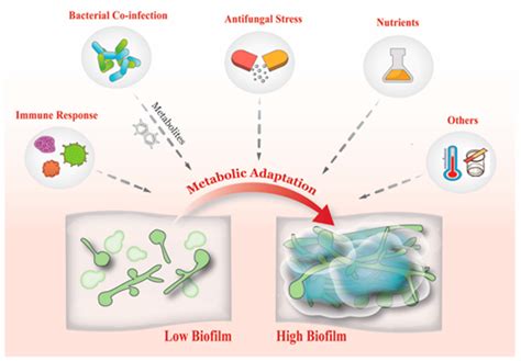 JoF | Free Full-Text | Gaining Insights from Candida Biofilm Heterogeneity: One Size Does Not ...