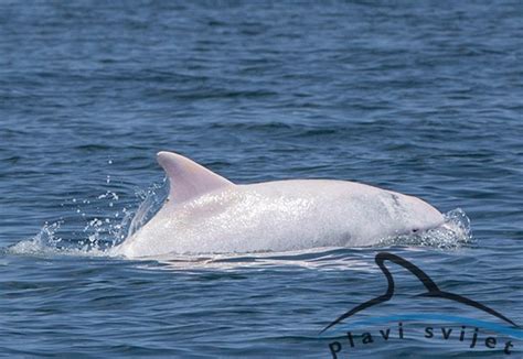 Albus: Albino Dolphin spotted in Mediterranean Sea - Strange Sounds