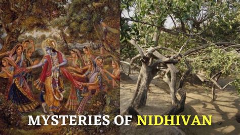 Janmashtami 2023: Mysterious And Unknown Facts About Nidhivan In Vrindavan