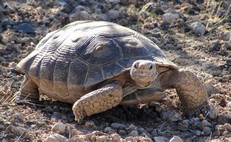 The Desert Tortoise in California