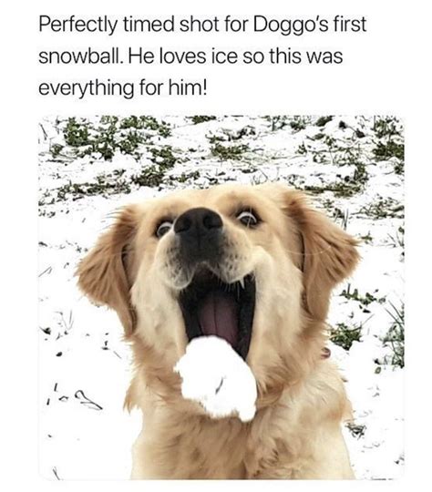 Cute Feel Good Wholesome Meme Dump | Funny animals, Funny animal pictures, Golden retriever funny