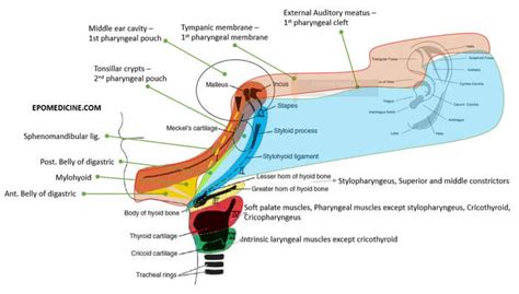 Branchial Apparatus (Pharyngeal arches and pouches) : Mnemonics | Epomedicine