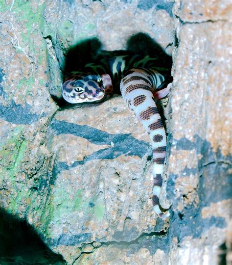 Western Banded Gecko | Starmind Conservation