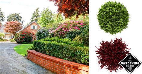 How to Choose Landscaping Shrubs - Gardening Channel