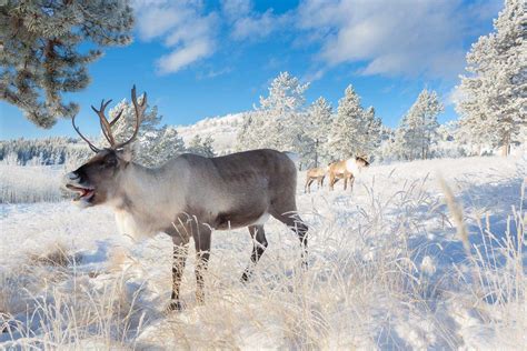 Yukon Wildlife Preserve - Yukon Territory Information