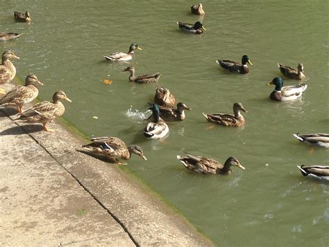 Free stock photo of ducks, Ducks swimming, pond with ducks