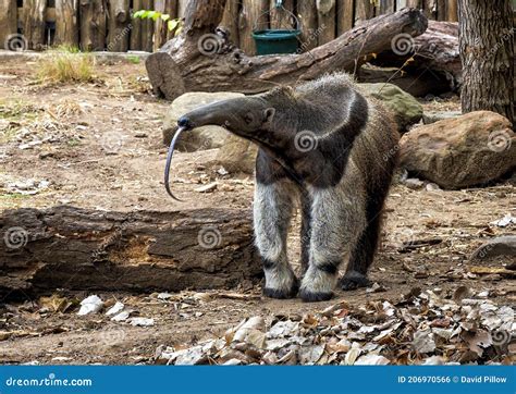 Giant Anteater with Extended Tongue at the Dallas City Zoo in Texas ...