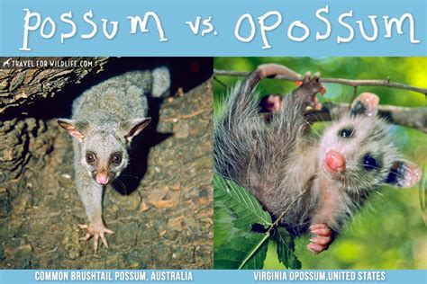 Possum vs Opossum, What's the difference? • Travel For Wildlife