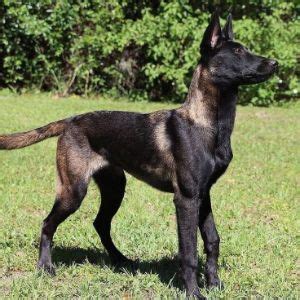 Belgian Malinois Colors Explained! (2024)