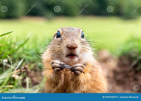 European Ground Squirrel Eating Food Stock Image - Image of muranska, nature: 299229079