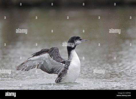 Great Northern Diver coming into summer from winter plumage Stock Photo ...