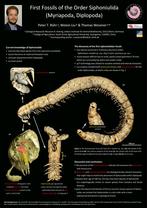 (PDF) First Fossils of the Order Siphoniulida (Myriapoda, Diplopoda)