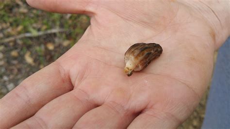 Southern Oregon Morel Mushroom Hunting Guide | Great Oregon Outdoors