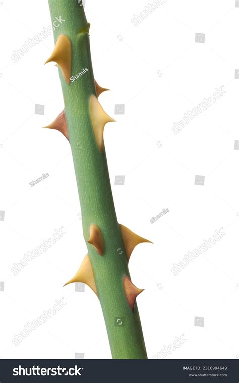 57,866 Prickling Images, Stock Photos, 3D objects, & Vectors | Shutterstock