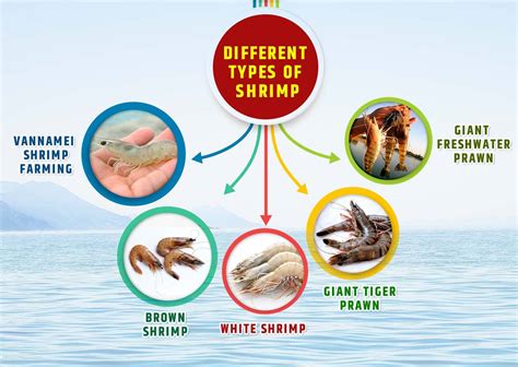 Shrimp Farming - Profitable Aquaculture Business In India