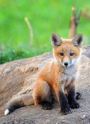 Cute Baby Fox