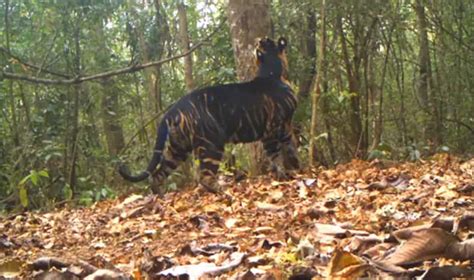 Viral Video: Rare Black Tiger Spotted in Odisha's Similipal National ...