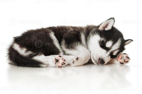 Sleeping husky puppy 1386629 Stock Photo at Vecteezy