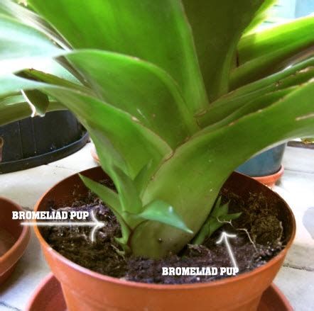 A Beginner's Guide to Bromeliad Pups - Bromeliad Propagation