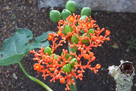 Beautiful and Diverse Euphorbia Plants