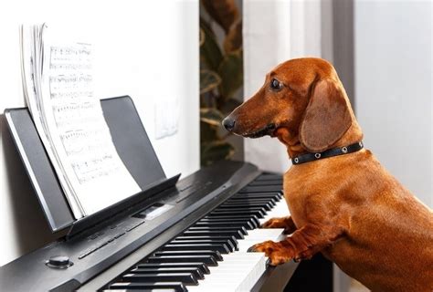 Does Classical Music Help Calm Dogs? Vet Reviewed Benefits | Hepper