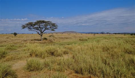 dry savannah - Google Search | Tanzania, Parque nacional del serengueti ...