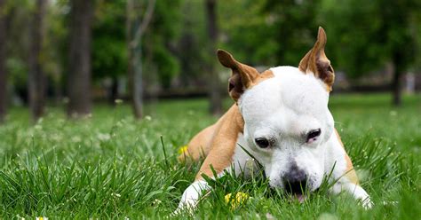 Why Do Dogs Eat Grass? | Zoetis Petcare