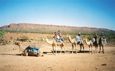 Frontier Camel Tours (Alice Springs) - 2018 All You Need to Know Before You Go (with Photos ...