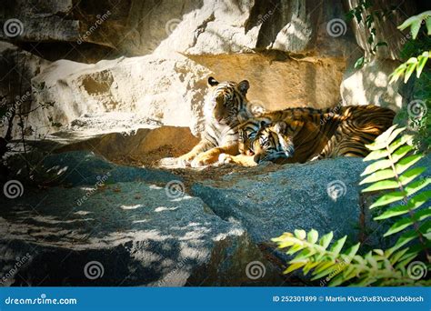 Three Tiger Cubs Lying To Rest. Striped Fur of the Elegant Predators ...