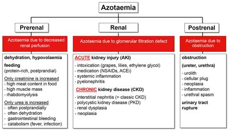 Diagnosis of renal dysfunction in dogs and cats - LABOKLIN Europe