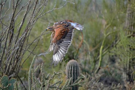 Desert Hawk Photograph by Evelyn Harrison - Fine Art America