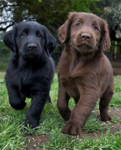 black and brown labrador retrievers puppy - Dog Breeders Guide