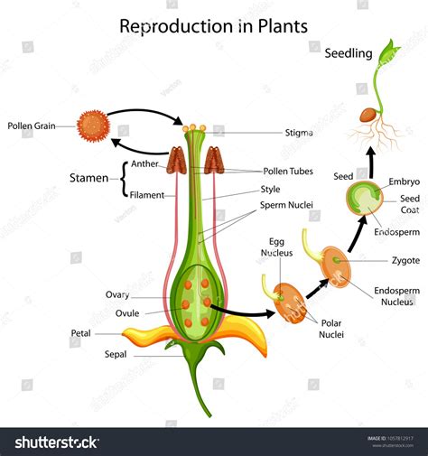 Education Chart of Biology for Reproduction in Plant Diagram. Vector ...