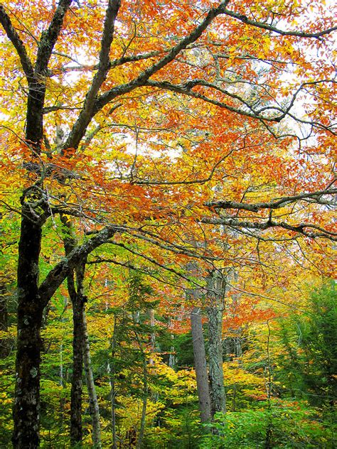 Fall Colors in Maine 1 Photograph by Jonathan Hansen - Fine Art America