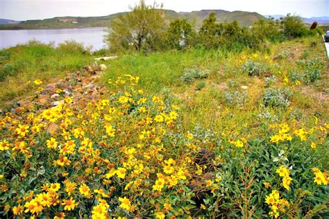 Lake Pleasant, an Oasis in the Sonoran Desert - RVing with Rex